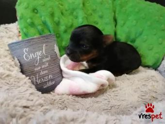 Ράτσα: Γιόρκσάϊρ τεριέ - Yorkshire Terrier | Ηλικία: 2,5 μηνών | Φύλο: Αρσενικό | Αρ. Microchip: 4567883654 | Εκπαιδευμένο | Περιοχή: Αττική